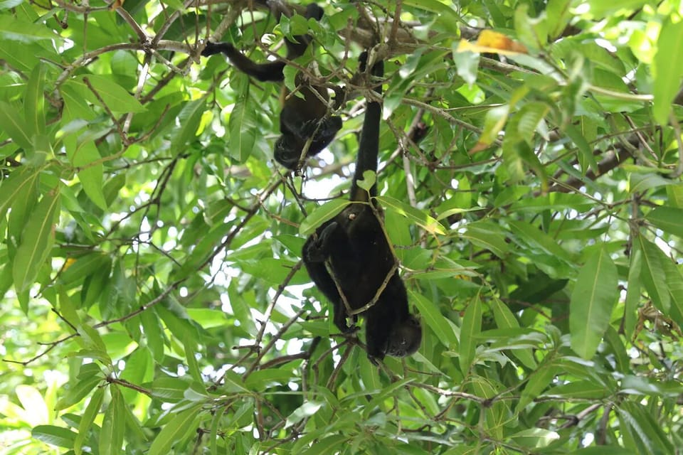 The Locals hanging around in the trees - Costa Rica Vacation Rental