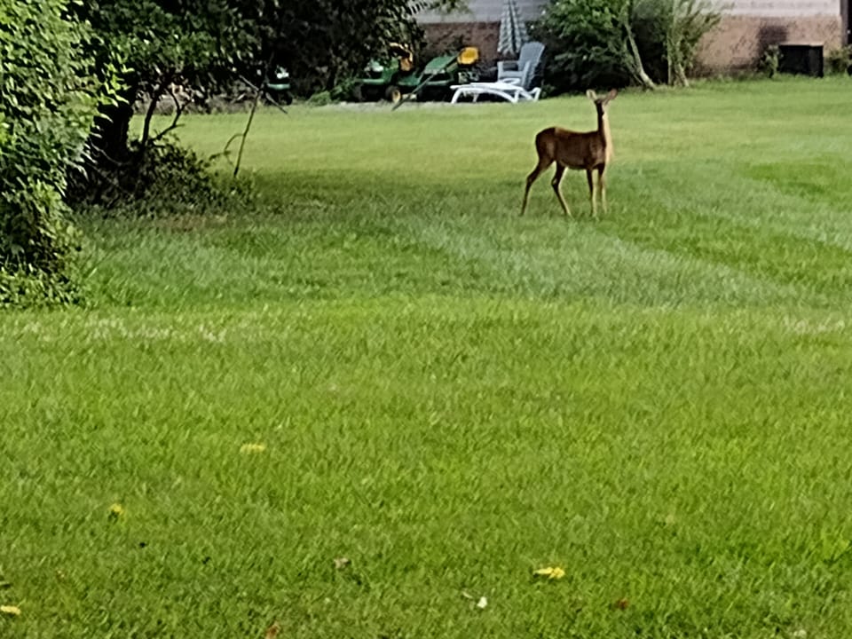 One of many, beautiful deer on the property