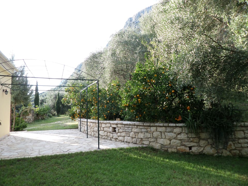 Back yard with orange trees. Under the pergola there is a table tennis now.