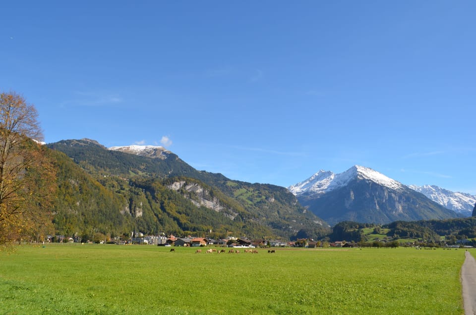 view from garden
