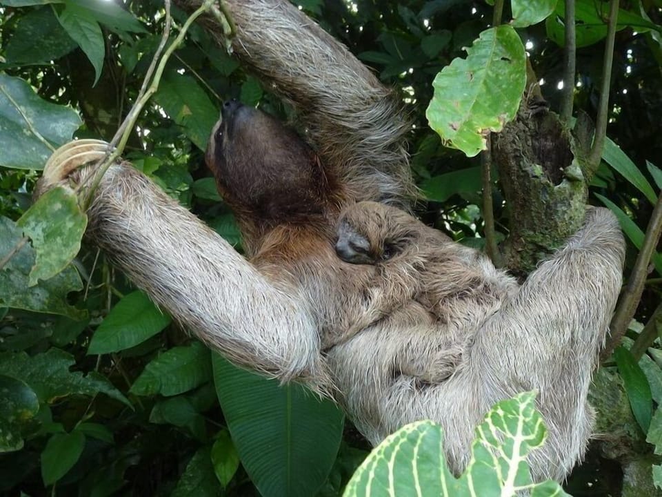 Sloth outside master bedroom window.