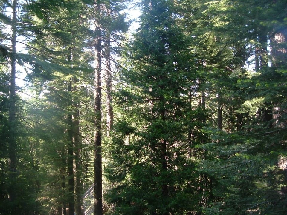 The woods right next to the cabin