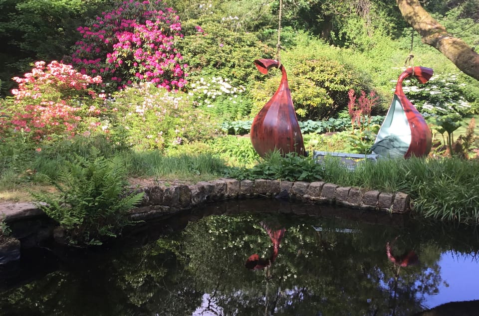 Azaleas and Rhododendrons love our acid soil