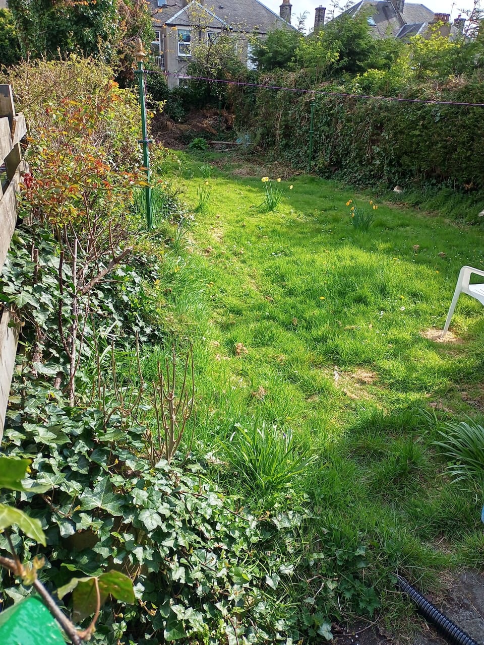 Spot Magpies, Gulls, Robins, Wrens, Blue-tits, Thrushes, etc in our wild garden