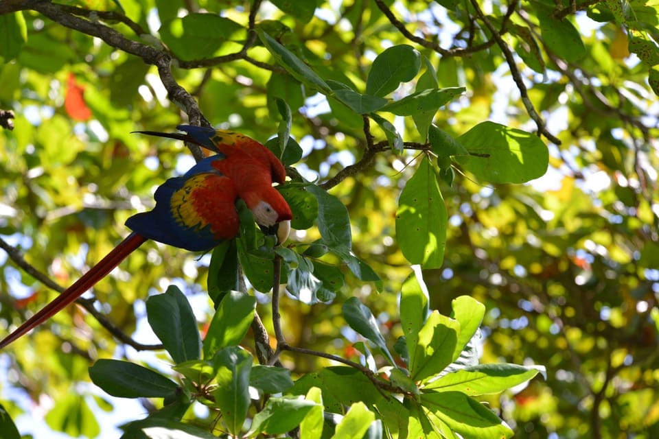 Scarlet macaws can be regularly seen in the almond trees that cover the property