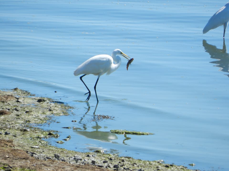 White egrets roam the shoreline looking for a fish lunch.