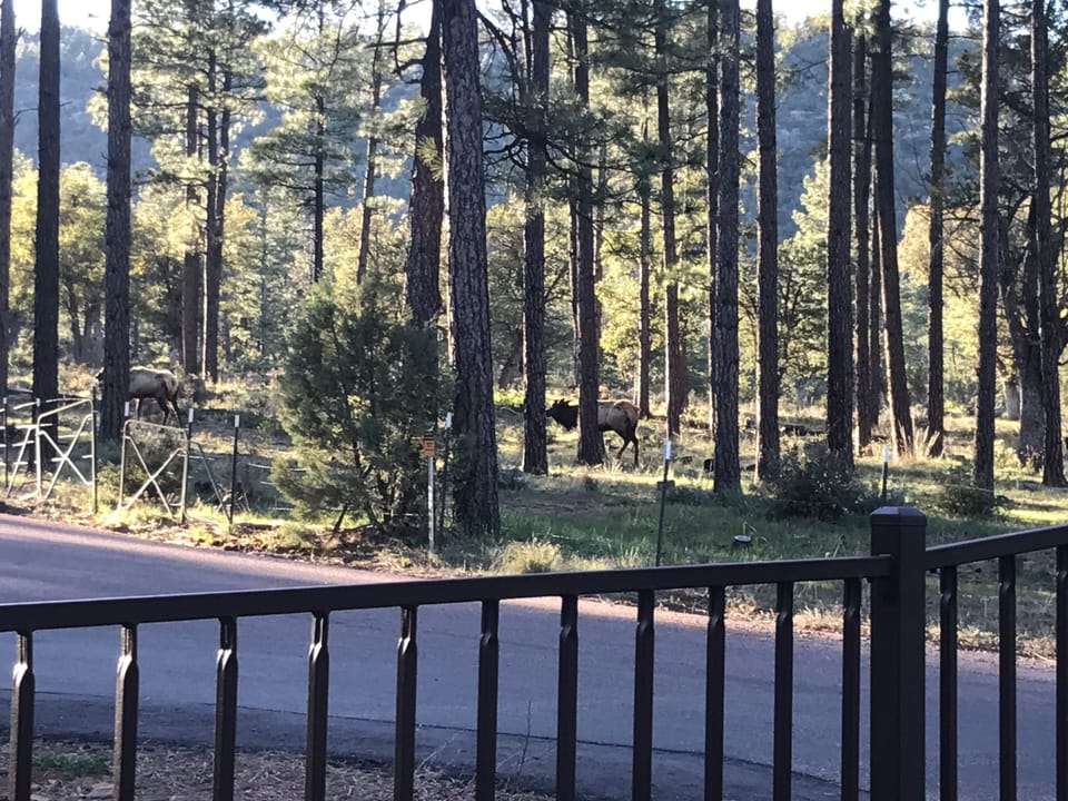 Elk right across from the cabin! An amazing sight to see! 