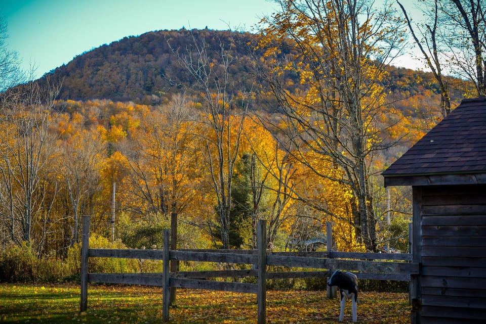 Our resident calf (fake) and beautiful mountain views. Very private setting.