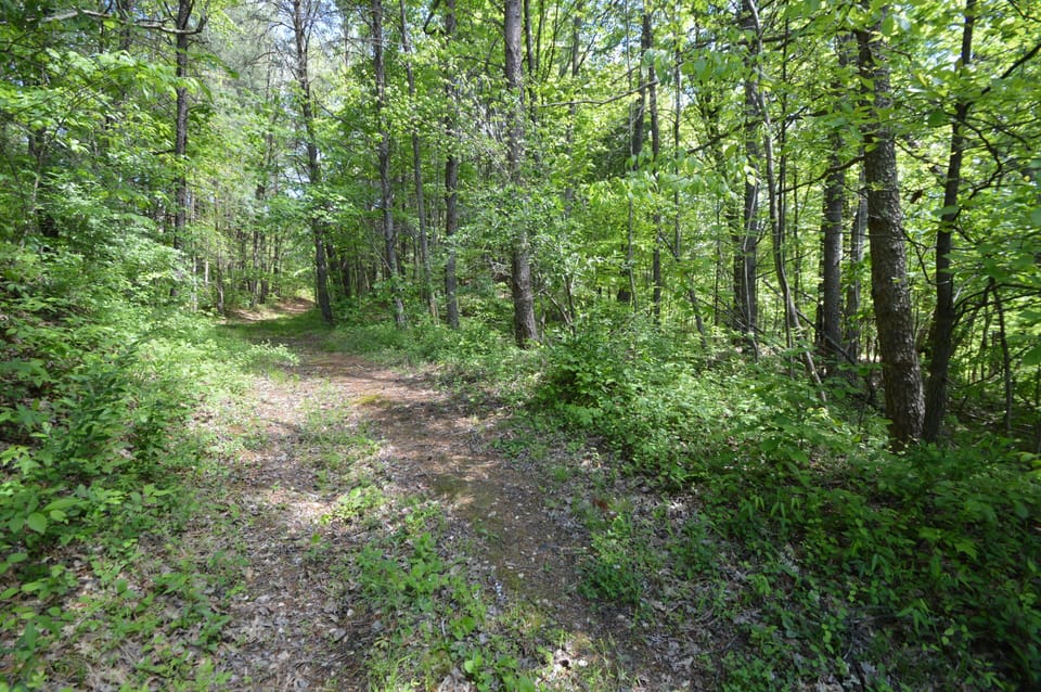 On a walk in the woods in May 2026.