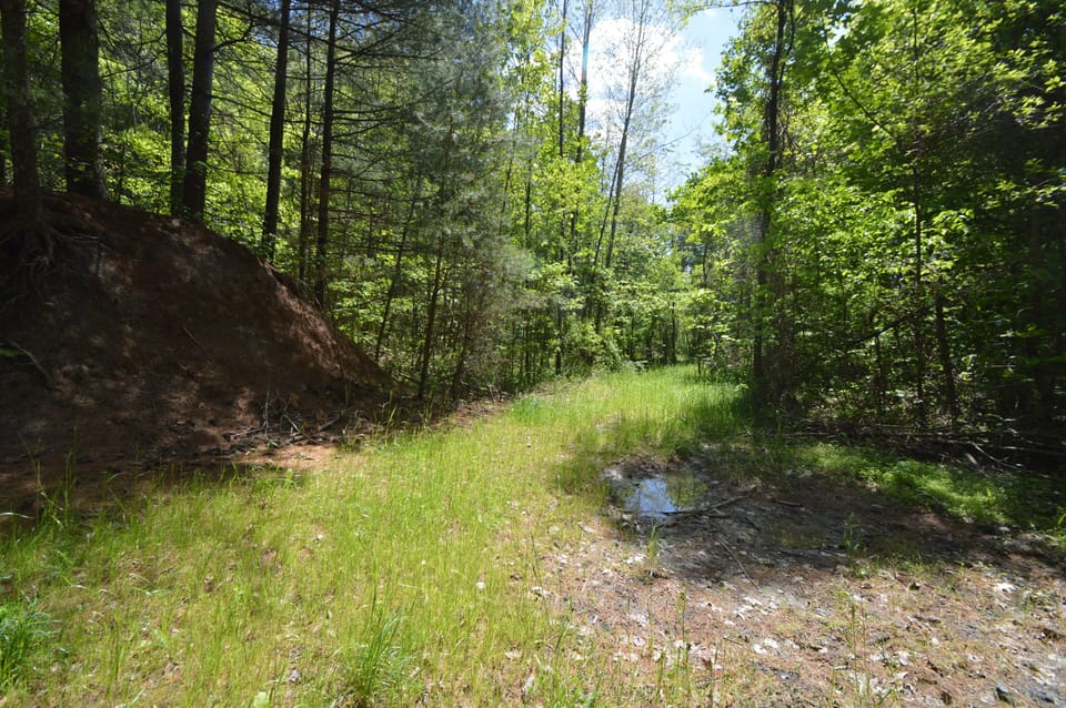 May 2026 rough hiking path in the woods on the acreage.