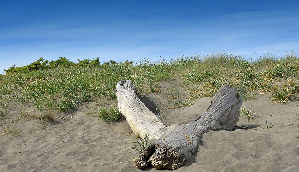 The seaside is comparable to a nature reserve