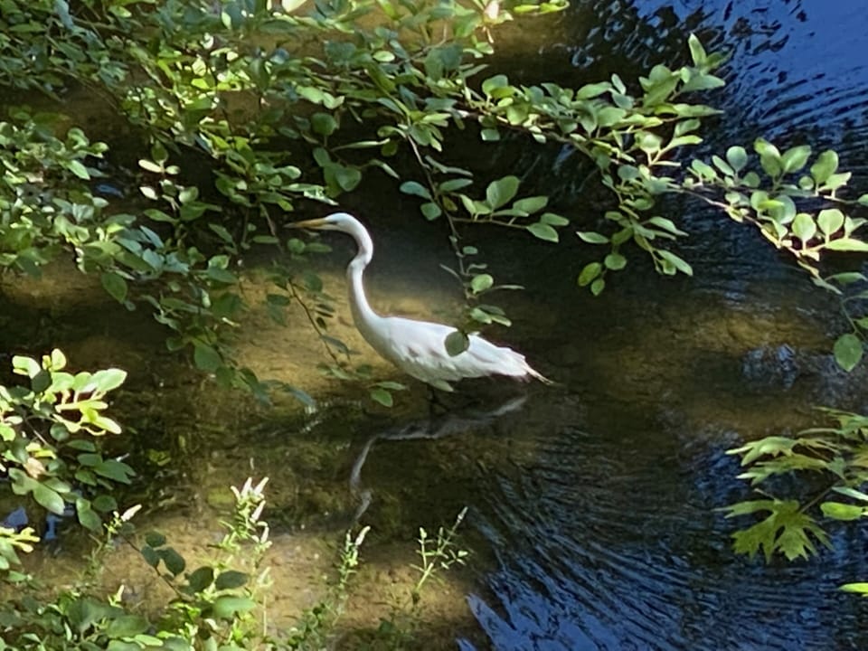 Great white egrets visit creek behind the house often - sometimes in pairs :)