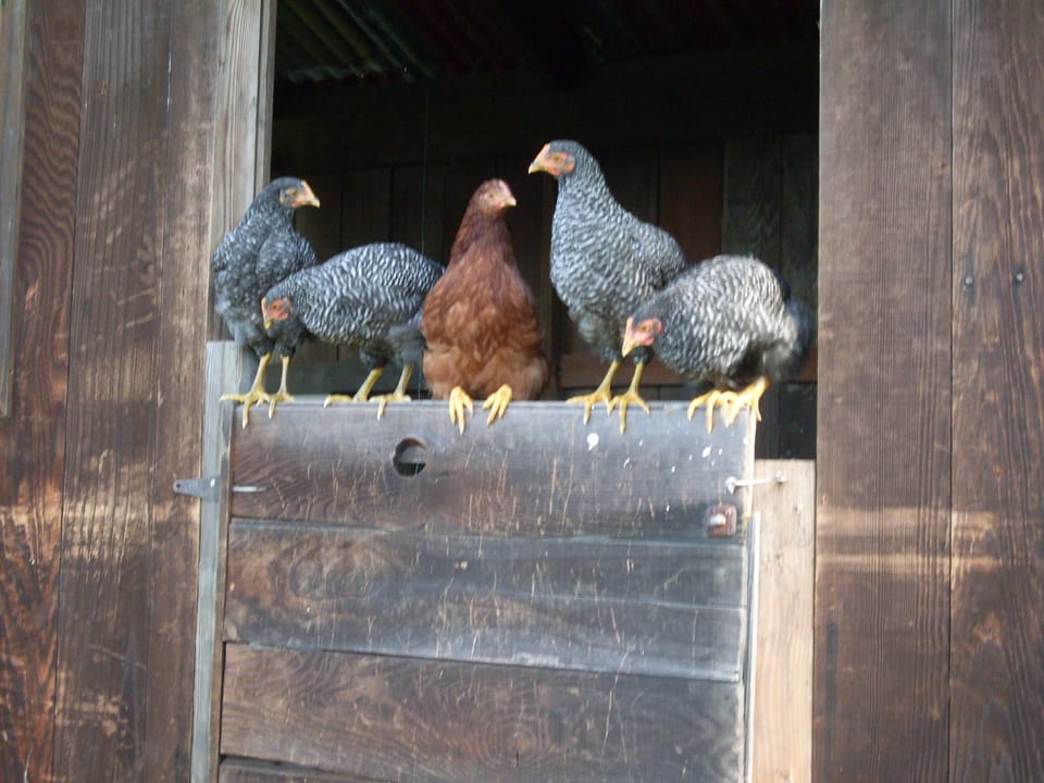 Five of the flock...
