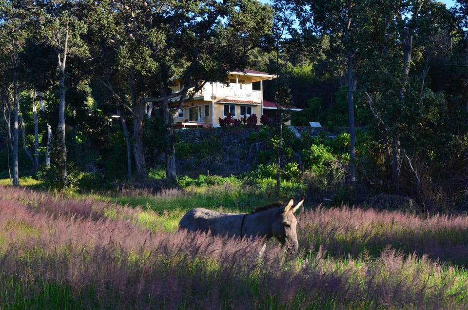 Tuffy in the pasture below the Gueshouse