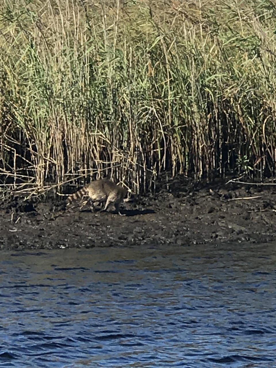 Natures Coast wildlife