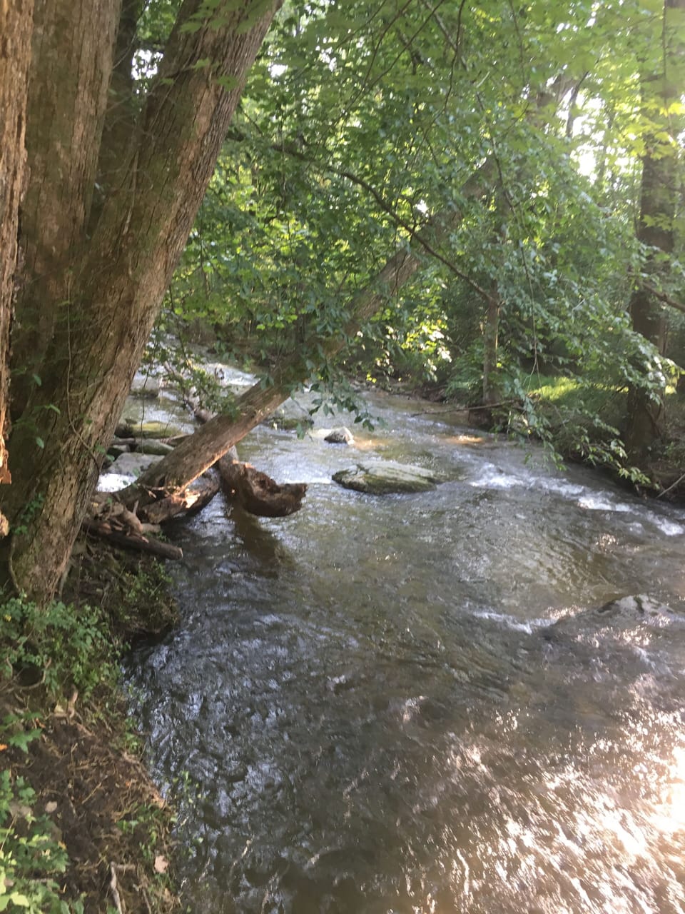 Creek alongside the fire pit.
