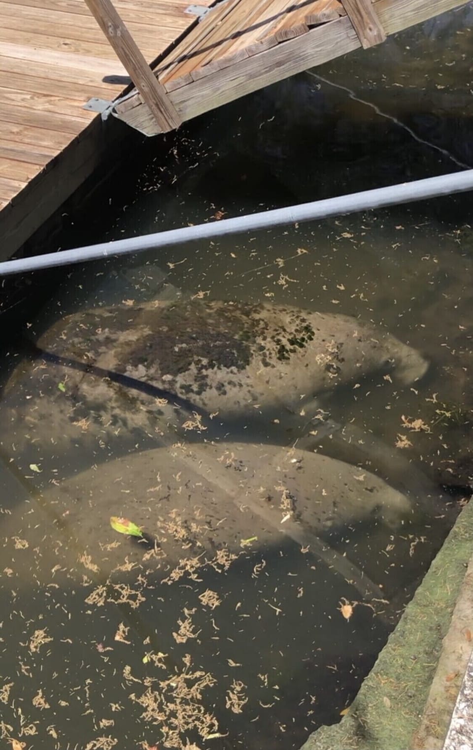 Two manatees came to visit
