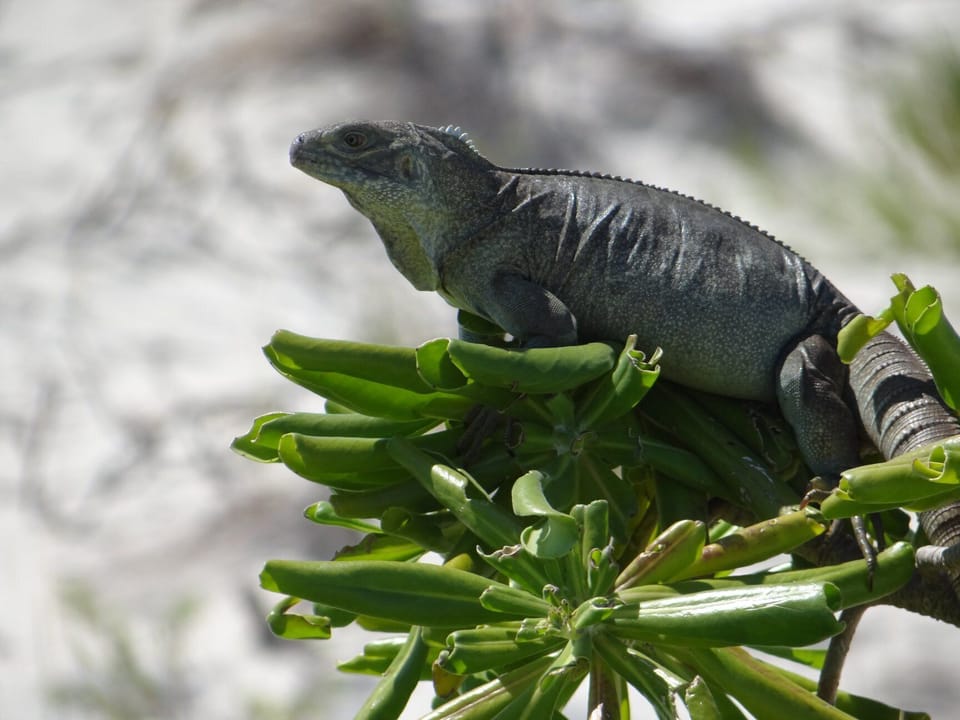 Iguanas on one of our favorite trips - little water quay.