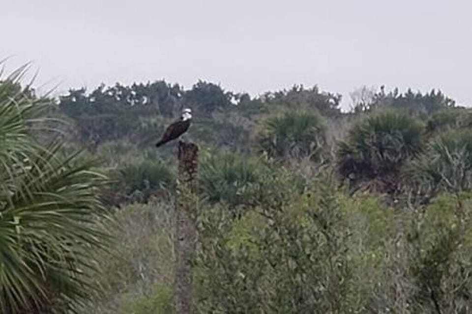 Bald eagle in Tomoka state park. 