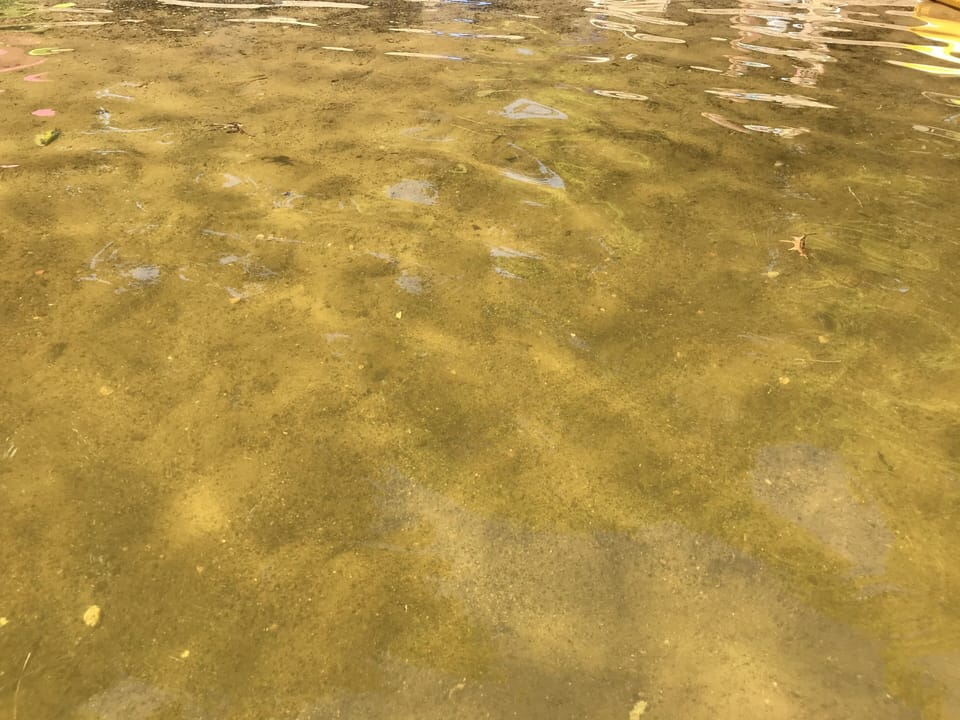 Clear water in level sandy swim area