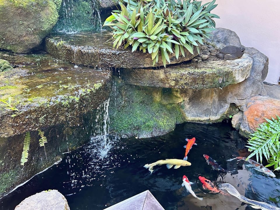 Koi fish