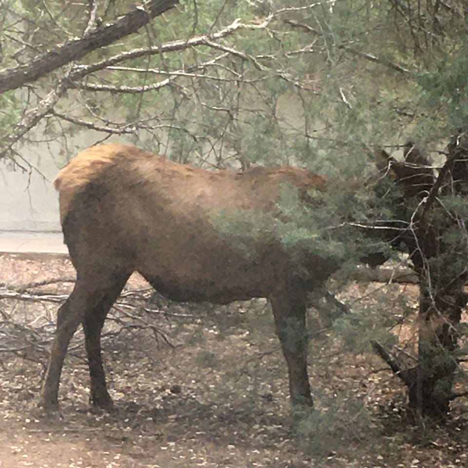 Elk come on property often 