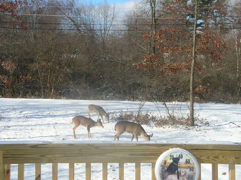 Don't forget the apples