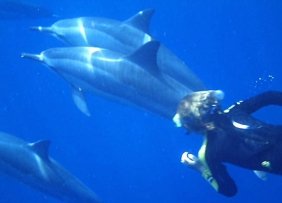 Hale Kai guest enjoying a swim with Spinner Dolphins just offshore of the house.