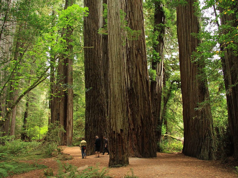 Enjoy a day trip to see the majestic redwoods near the Oregon Coast.