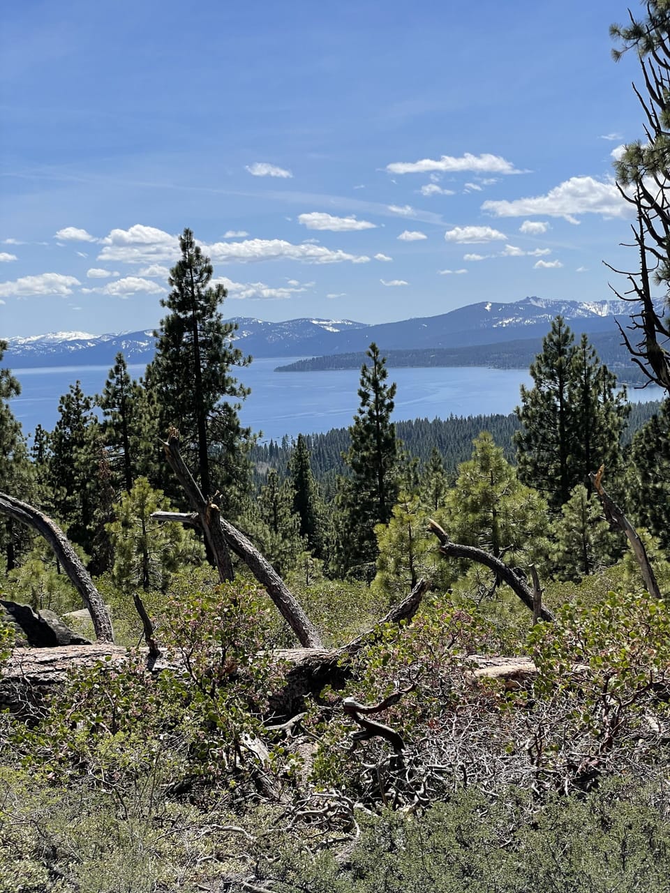 View from forest trail behind cabin. 