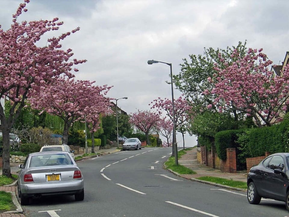 Our Road with Cherry Blossom Trees in Spring