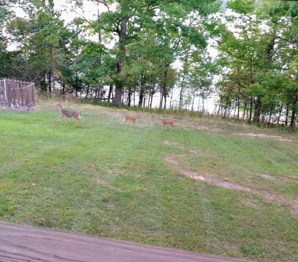 Local deer making their way through the back yard!