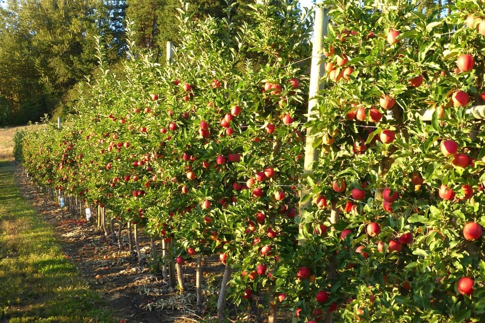 Gala apples at harvest time, mid to late sept.