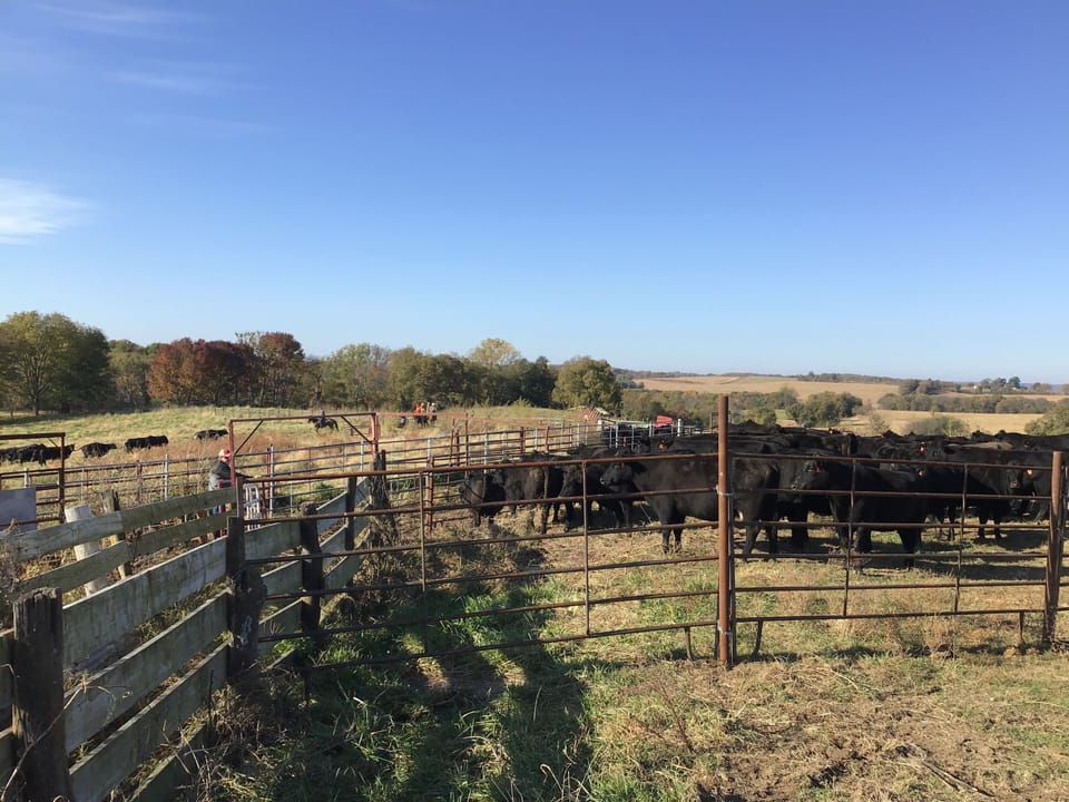 This is a working cattle farm and another photo of a cattle roundup