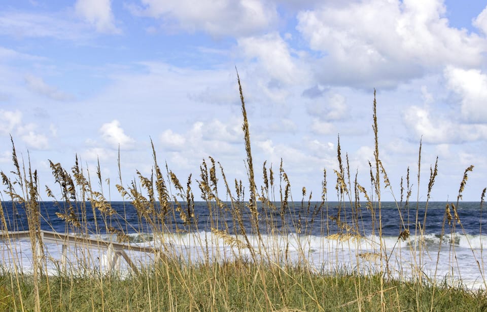 Tall sea oats sway in the breeze along a sandy dune with ocean waves and a partly cloudy sky in the background.