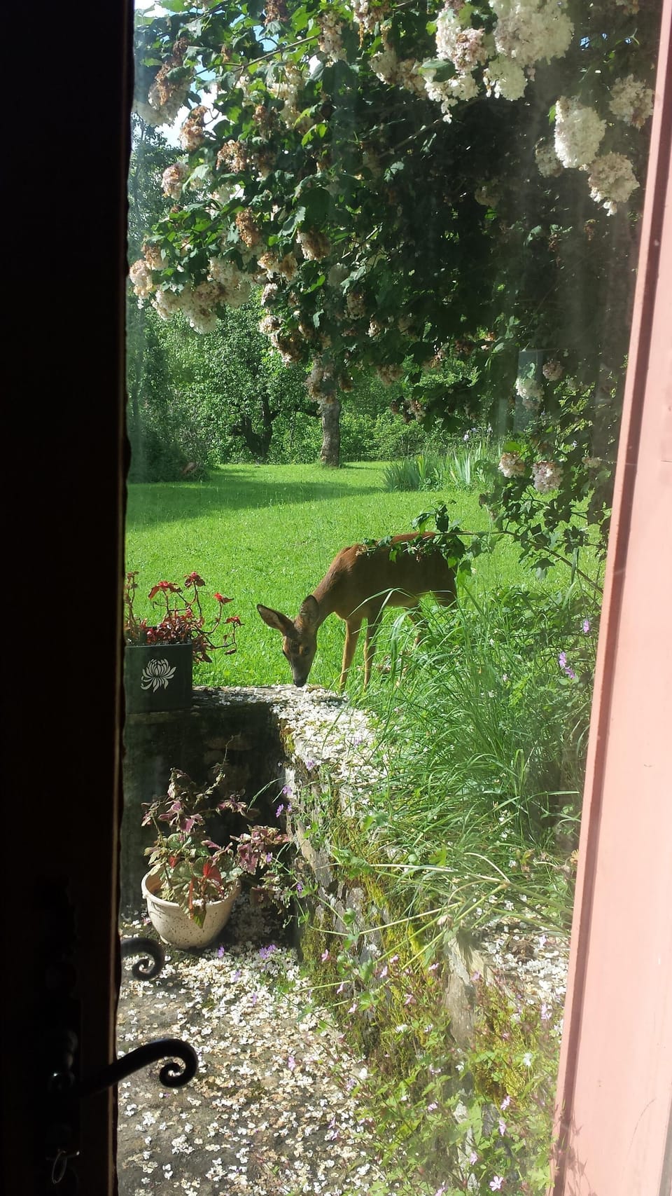 Back Garden visitor