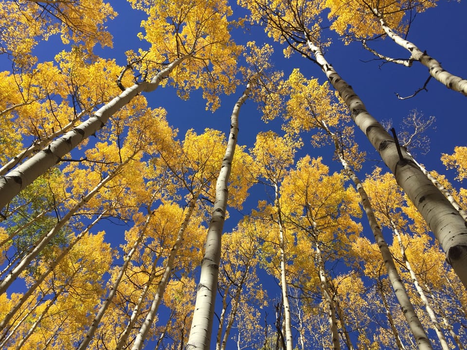 Local Aspens
