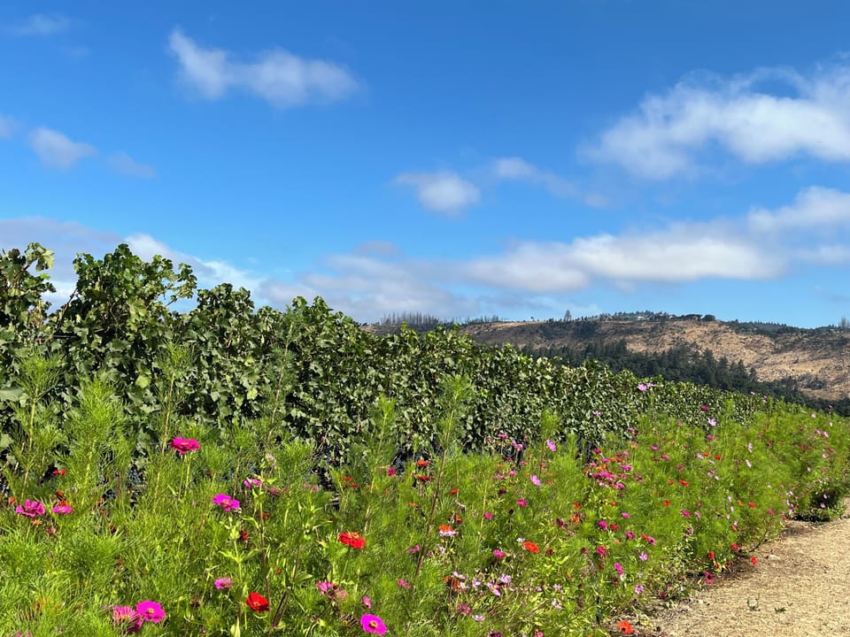 Miles and miles of Vineyards to walk in just Miles of vineyards few blocks away