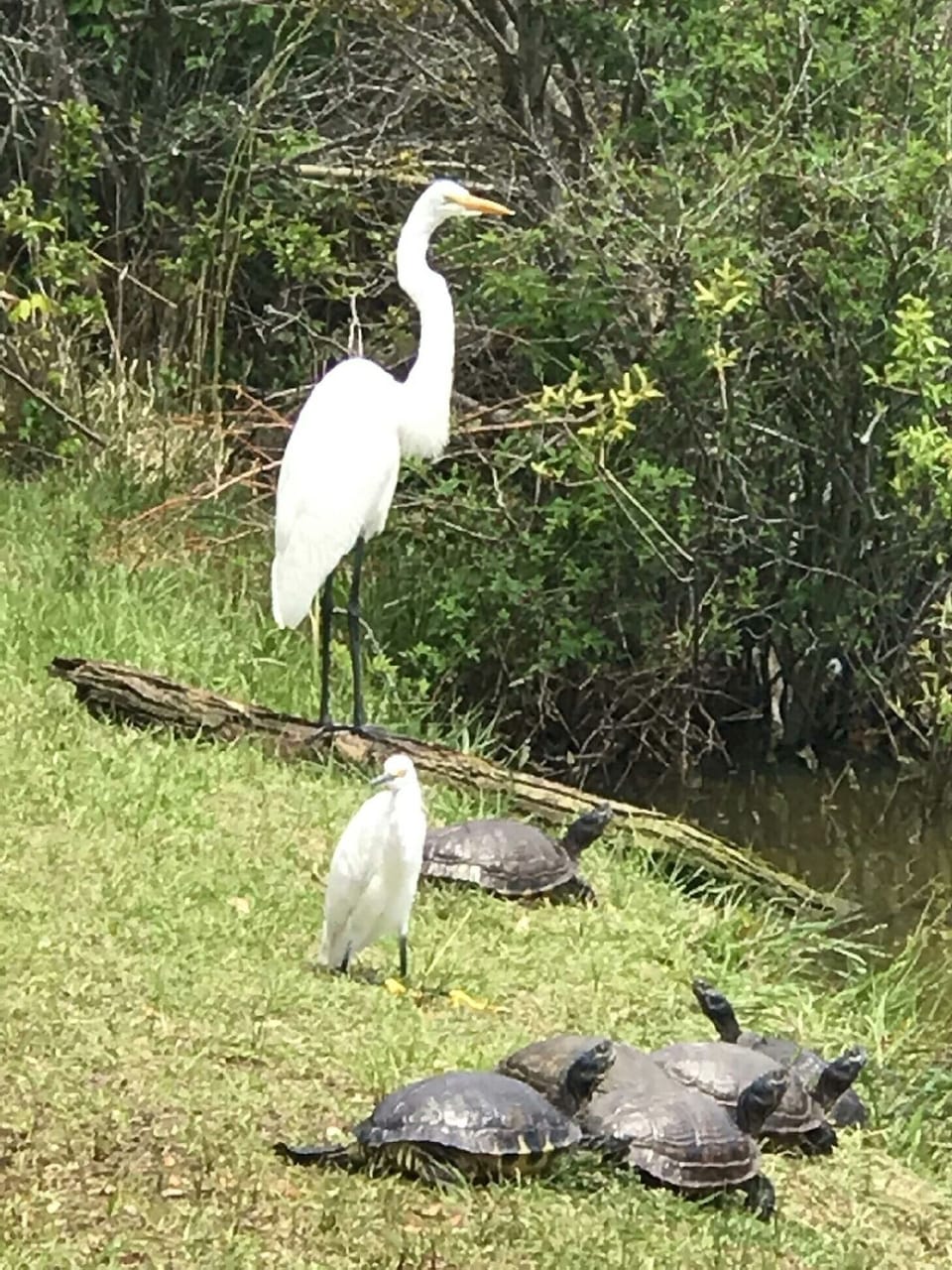 Birds, turtles, and other wildlife enjoy Ocean Lake next to the house.