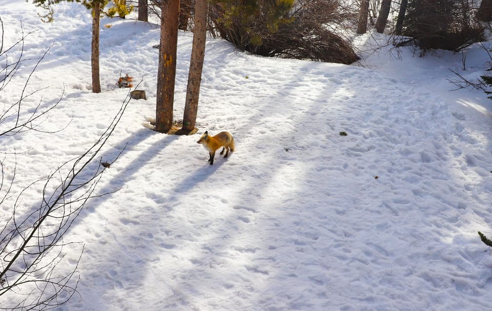 Snow and ski sports