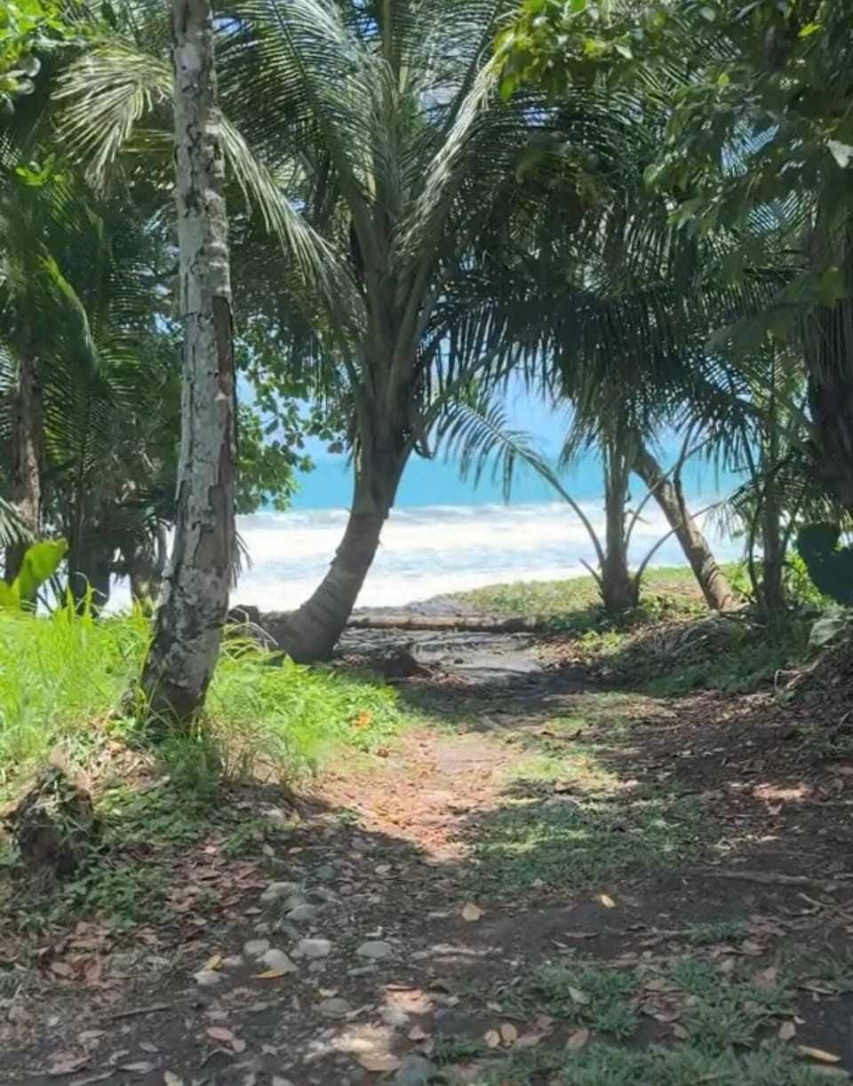 A short jungle path leads directly to the Caribbean Sea.🌊
