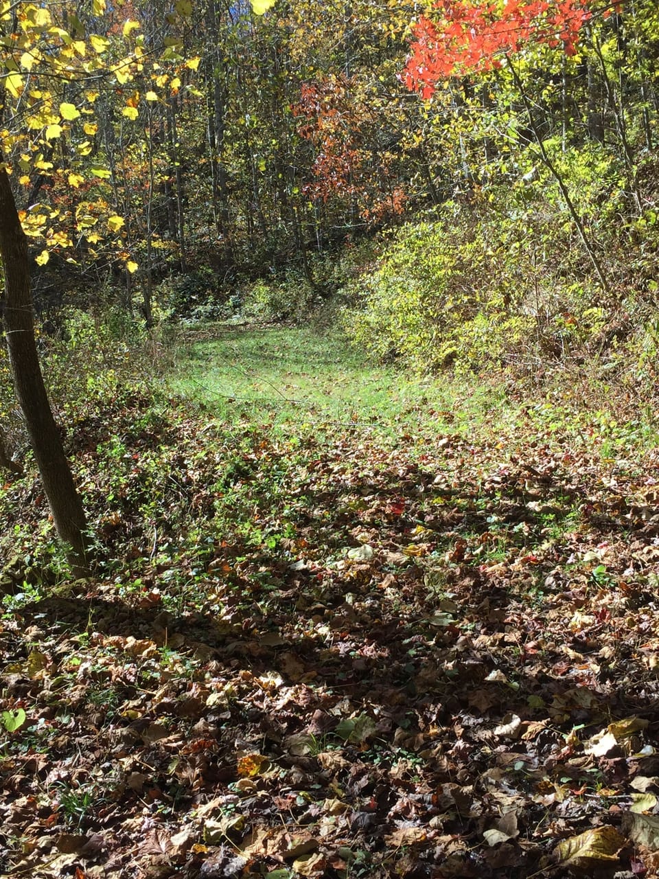 Walking path behind cabin.