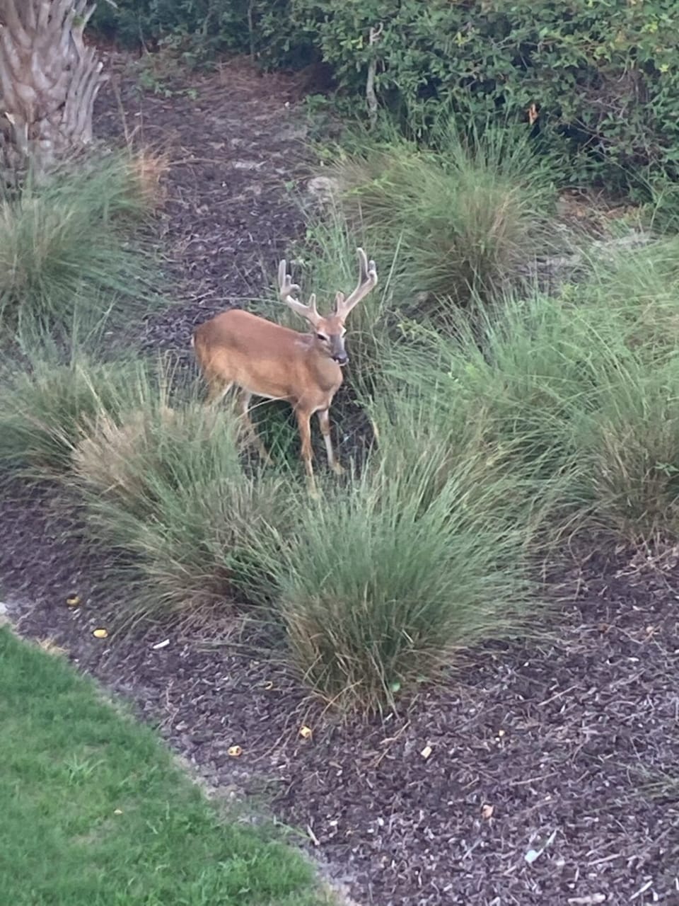 Our daily visitor