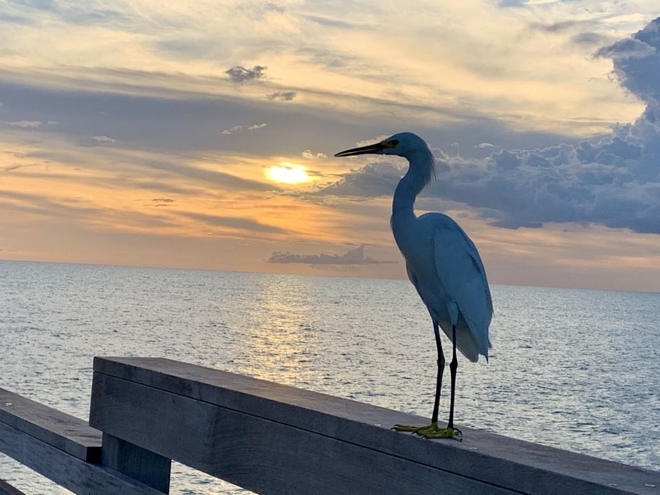 I found a friend while fishing on the Venice Fishing Pier.
