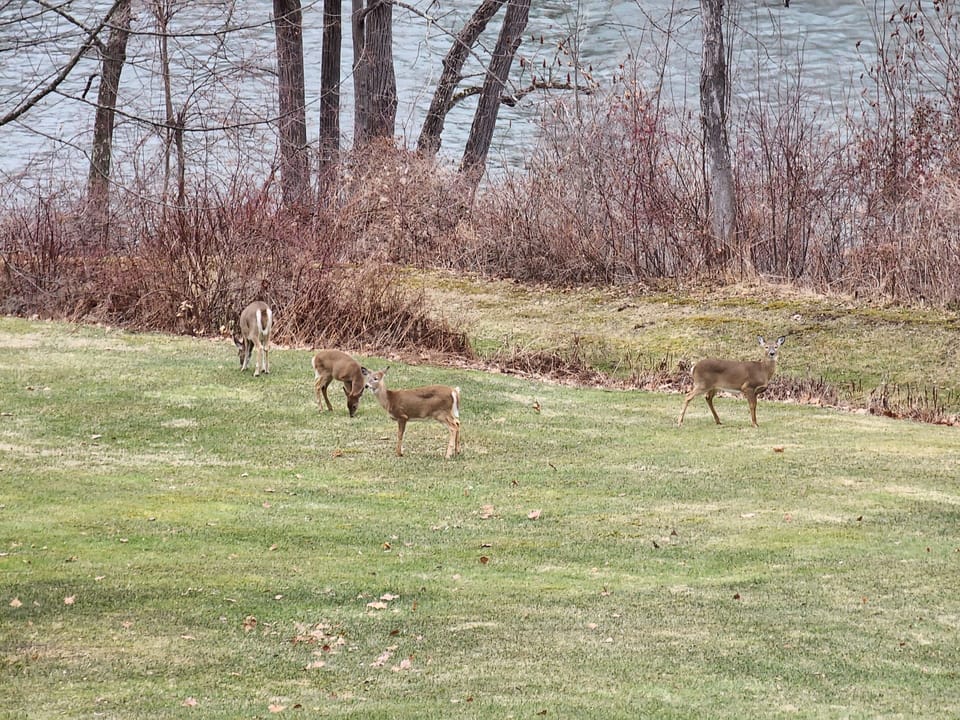 Deer and tons of wildlife