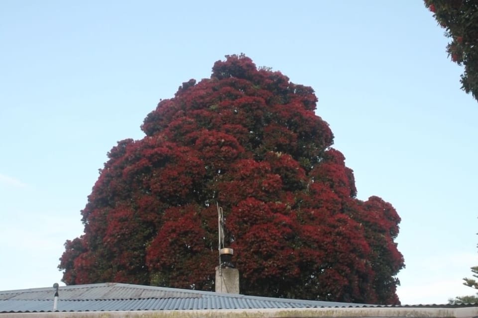 Pohutukawa tree in front yard