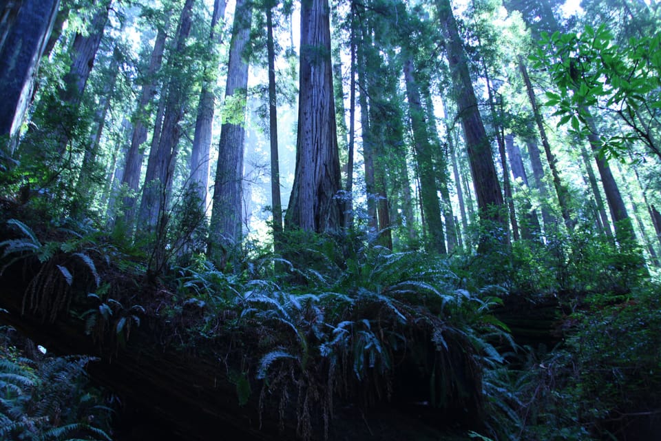 Enjoy the redwoods while you're here at several parks close by.