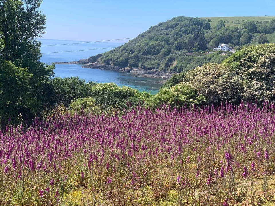 Our wild flower area