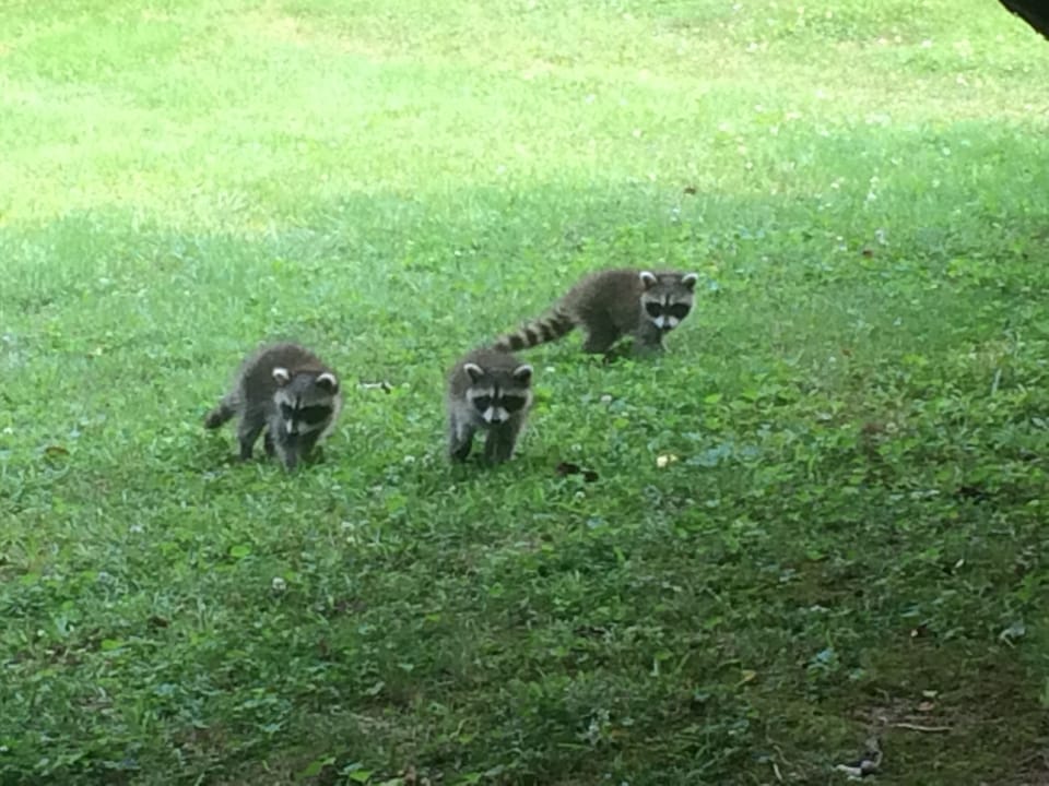 Baby Raccoons on Gaines Property, 2 blocks from house.