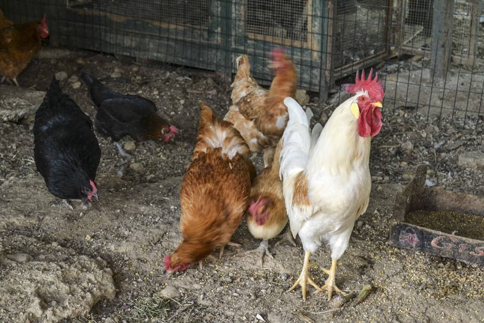 HAPPY HENS